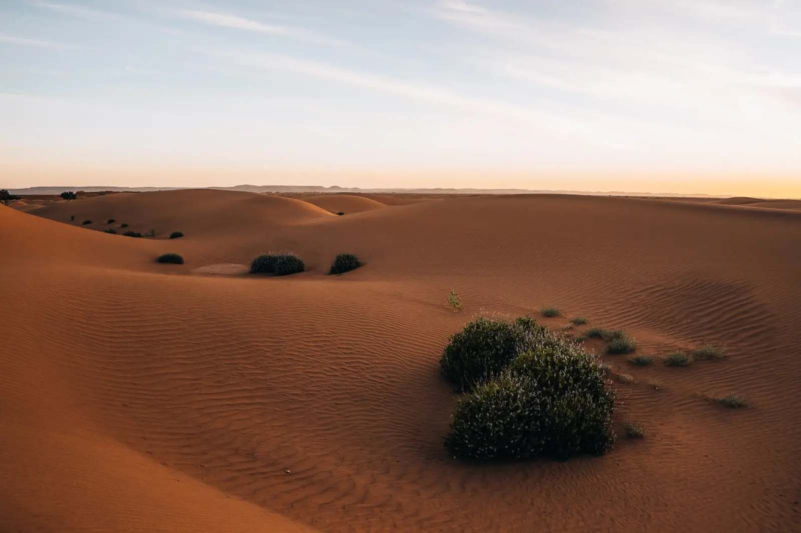 Dunes du Sahara marocain au crépuscule, avec quelques buissons.